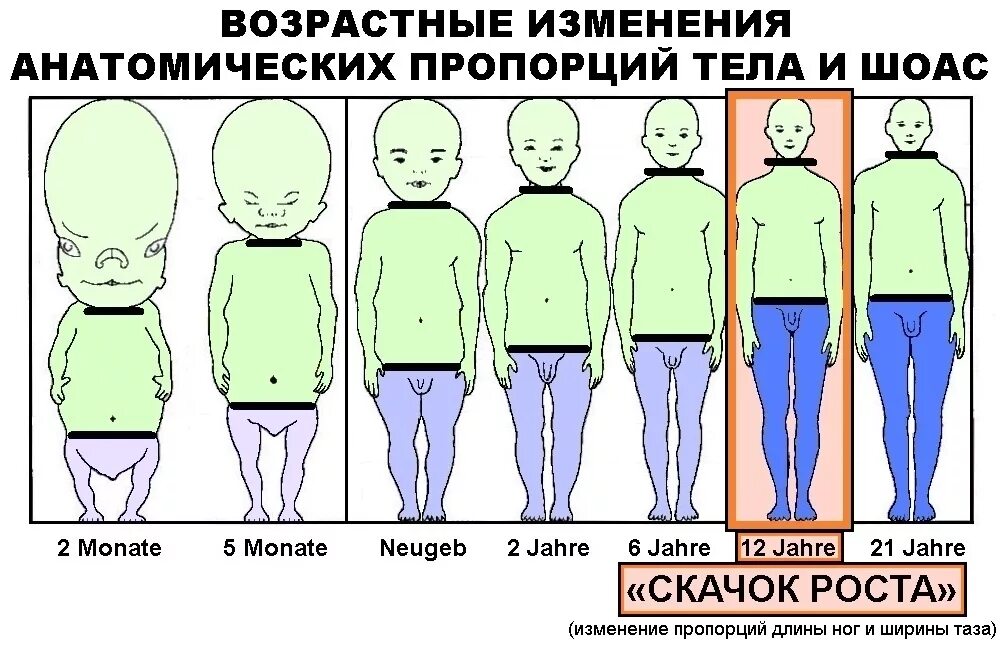 Рост это изменение организма. Изменение роста человека с возрастом. Изменение пропорций тела с возрастом. Изменение пропорций тела человека с возрастом. КПК меняютсч дети с воэрастом.