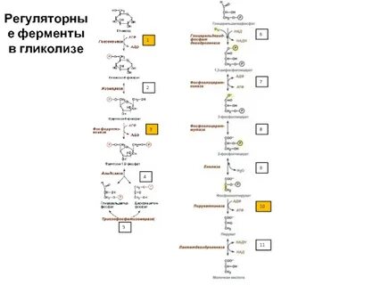 Ферменты гликолиза