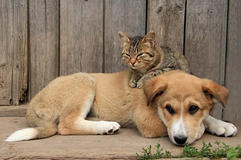 Кошки и собаки. Деревенские собачки. Кошка и собака в деревне. Животные для дома. Живые кошки собаки