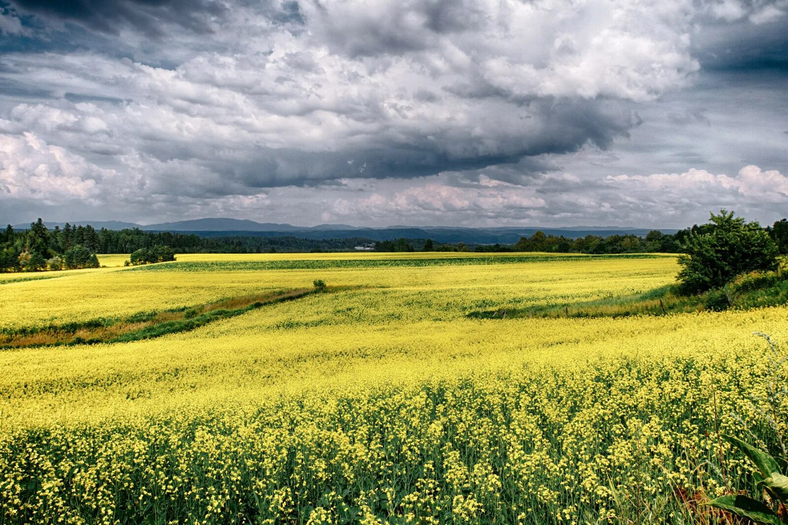 Поле сельское хозяйство. Горы холмы. Поля канады. Канада поле. Река в поле.