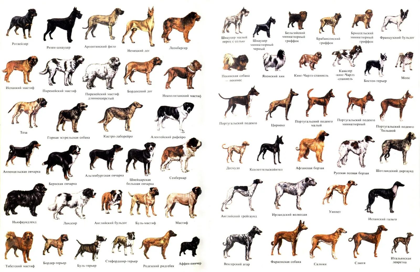 Таблица всех пород собак. Породы собак названия. Породы собак с фотографиями и названиями. Картинки всех пород собак.