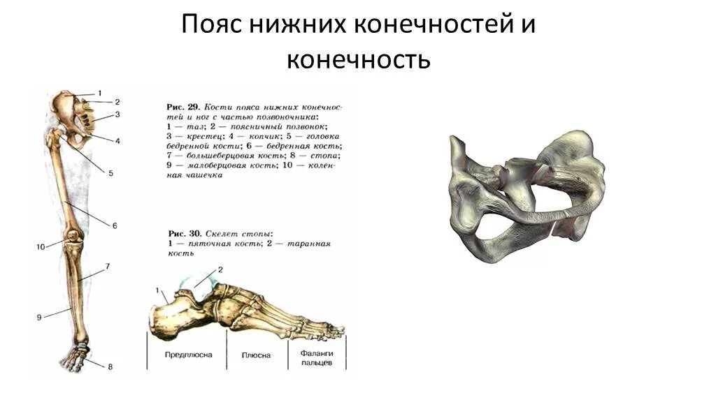 Тема нижние конечности. Кости скелета пояса нижних конечностей. Пояс нижних конечностей. Кости нижней конечности.. Кости пояса нижних конечностей человека анатомия. Скелет нижней конечности человека 8 класс биология.