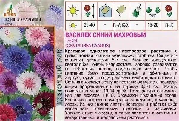 Василек когда сажать на рассаду. Василек махровый. Василек Бенефис махровый. Василек махровый смесь окрасок. Василек махровый период цветения.