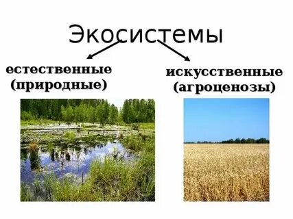 Натуральные и искусственные цвета