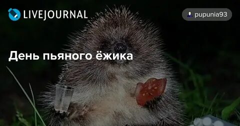 День пьяного ежика