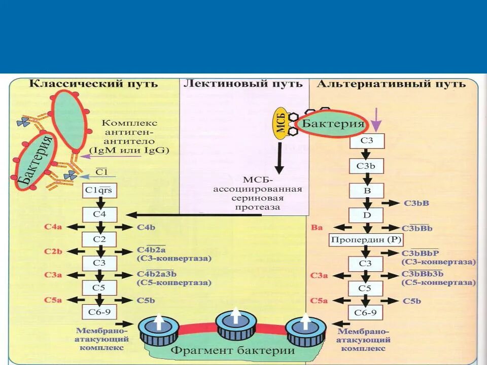 Лектиновый путь комплемента. Классический путь активации системы комплемента схема. Схема основных путей активации системы комплемента. Активация системы комплемента с3. Классический путь активации комплемента иммунология.