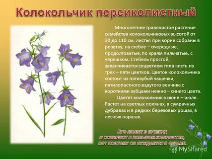 Систематика колокольчика