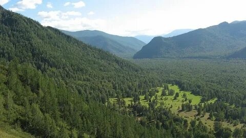 Лес горного алтая