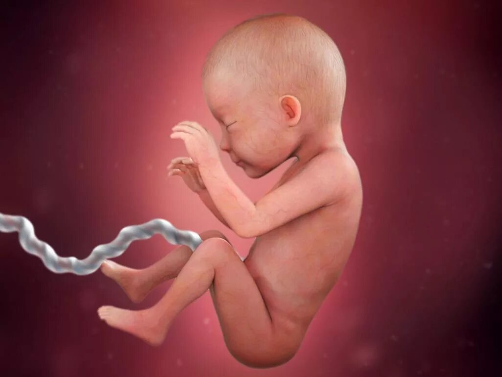 Внутриутробная жизнь ребенка. Плод ребенка на 23 неделе беременности. Ребенок в утробе матери 23 неделе беременности. УТ детям.
