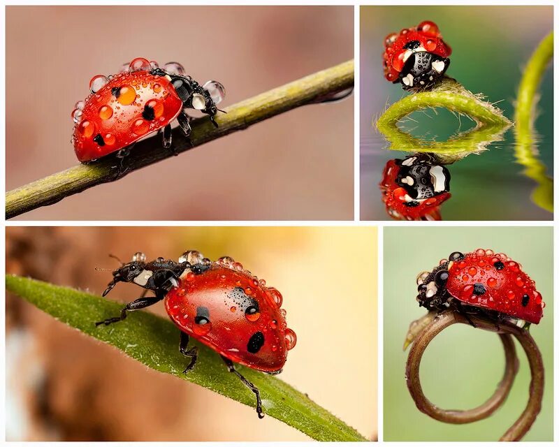 тля божья коровка тлей. едят ли божьих коровок. кокцинеллиды божьи коровки. божьи коровки спариваются. имаго божьей коровки.
