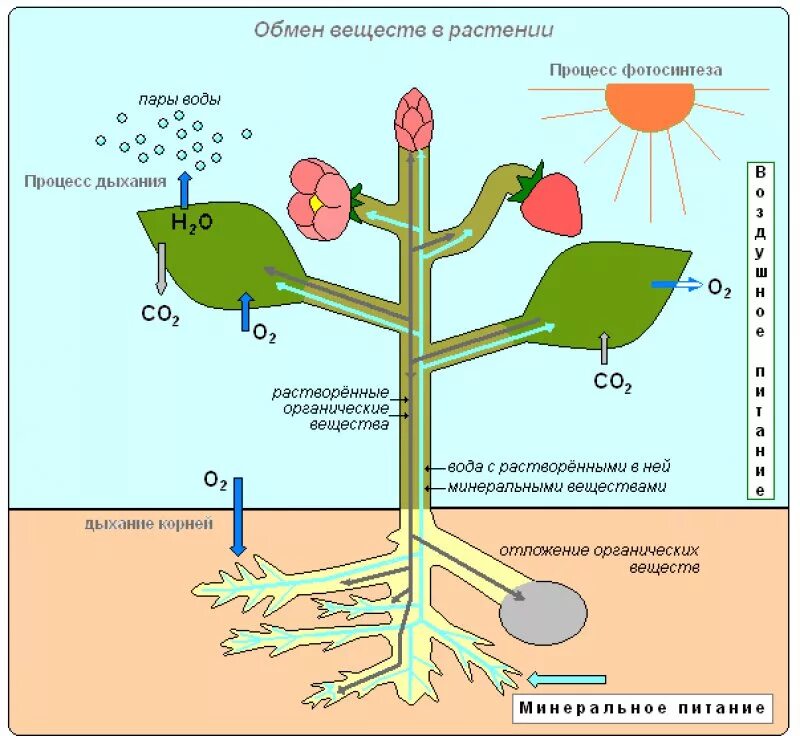 Процесс дыхания растений. Процесс фотосинтеза у растений схема. Схема обмена веществ у растений. Физиология растений схемы фотосинтеза. Минеральное питание растений схема.
