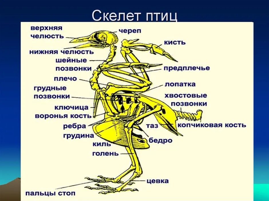 Особенности строения скелета птиц. Скелет птицы спереди. Скелет птицы рис 151. Основные части скелета птицы 7 класс. Особенности строения скелета в жизни птицы