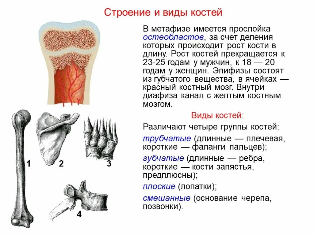 Тип соединения костей трубчатые кости. Строение костей рост костей типы соединения. Рост костей анатомия. Соединение трубчатых костей.