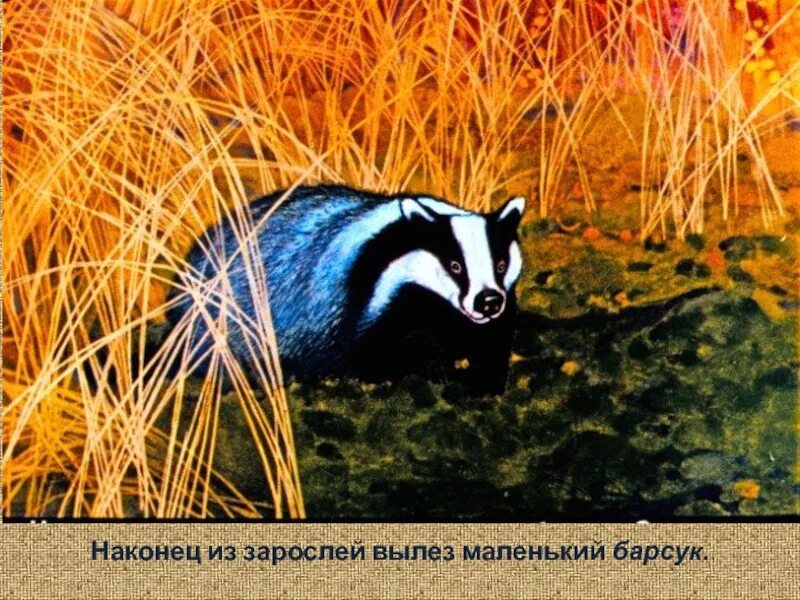Сказка барсучий нос читать. Паустовский барсук барсучий нос. к. паустовский &quot;барсучий нос&quot;.