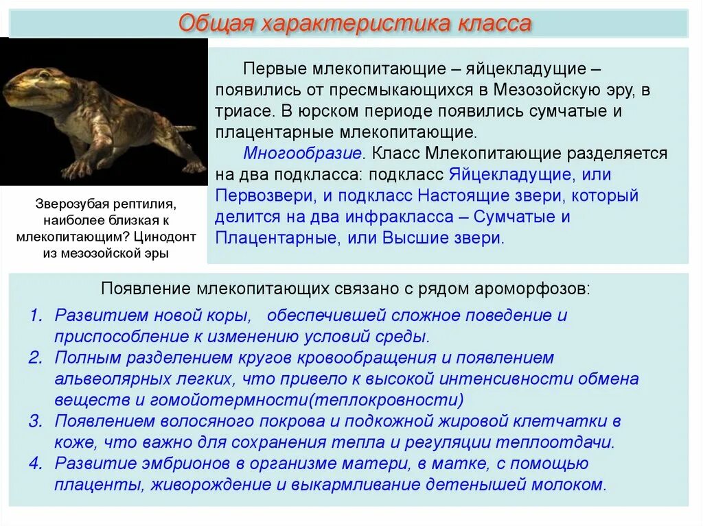 Класс млекопитающие общая характеристика. Общая характеристика класса млекопитающие 7 класс. Презентация по биологии 7 класс млекопитающие. Поведение млекопитающих.