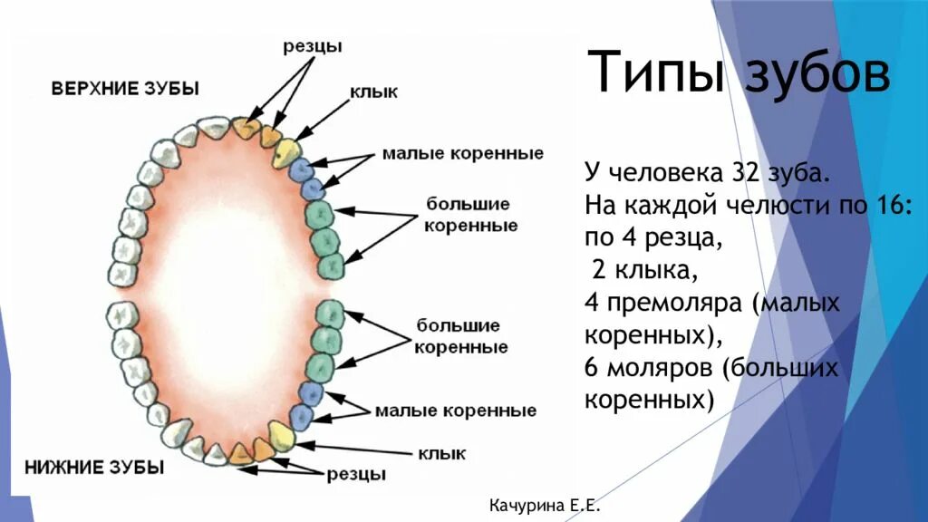 Сколько зубов резцов