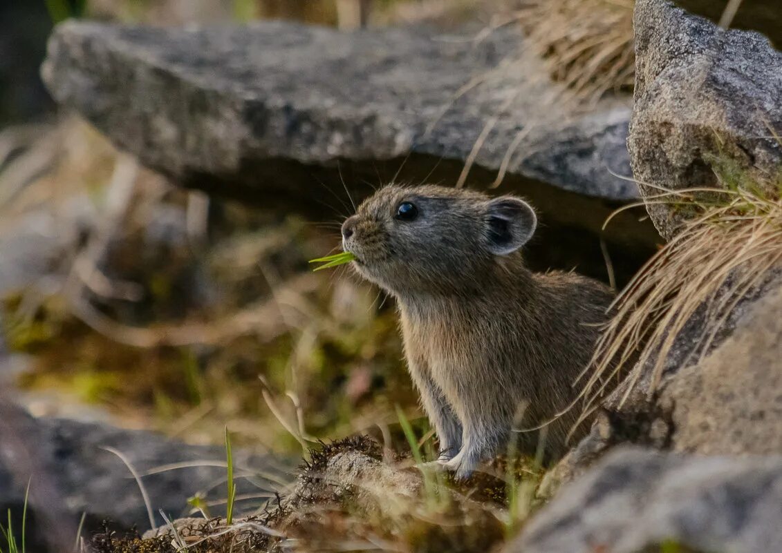 кологривский лес грызуны. заповедник кологривский лес фауна. кологривский лес грызуны. белка на дереве. кологривский лес заповедник территория.