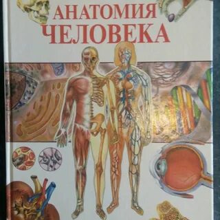 Анатомия м