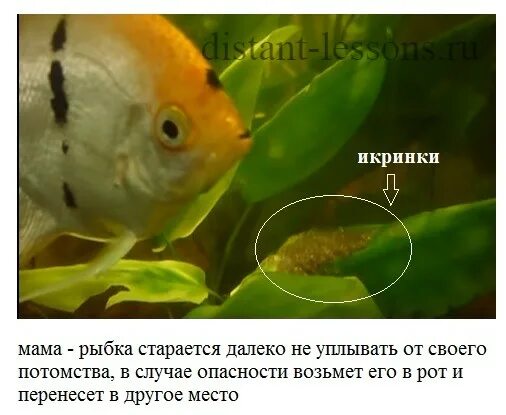 Рыбы тип оплодотворения. Рыбы тип оплодотворения