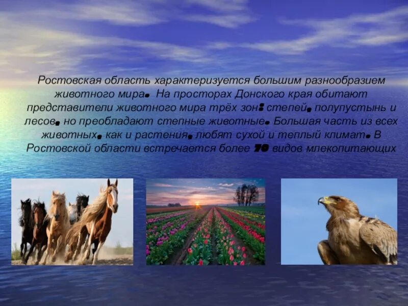 Природная зона ростова. Разнообразие природы Ростовской области проект. Животный мир Ростовской области 3 класс окружающий мир. Разнообразие животных Ростовской области. Красота животного мира Ростовской области.