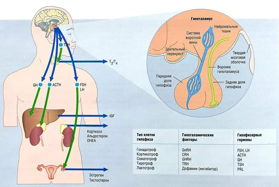 Гипоталамо надпочечниковая система. Система гипоталамус гипофиз надпочечники. Кортизол гипоталамо-гипофизарная система. HPA ось гипоталамо-гипофизарно-надпочечниковая. Гормоны гипофиза анализы