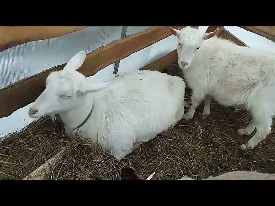 Укус козы. Укус козы