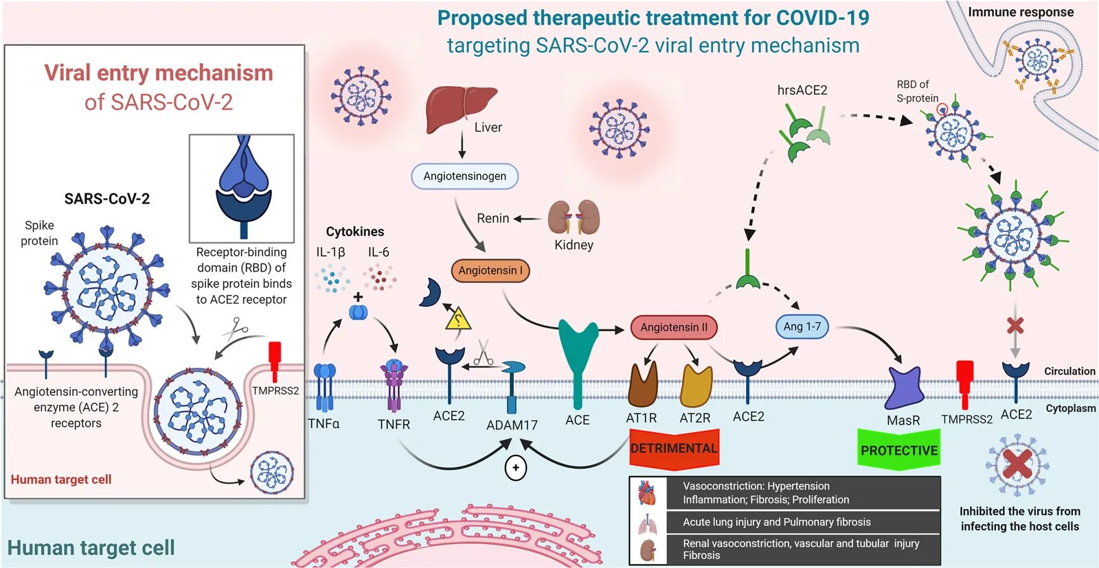 Вирус sars cov 2 отнесен к группе. Ace2 and Covid-19. Covid Ace. Ace angiotensin-converting Enzyme. Angiotensin-converting Enzyme-2 (ace2), SARS-cov-2 and Pathophysiology of coronavirus disease 2019 (Covid-1.