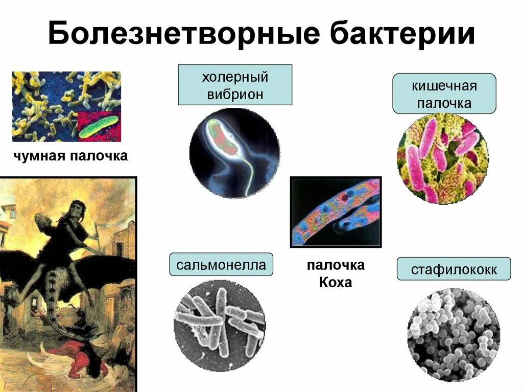 Болезнетворная бактерия 7. Бактерии патогенные 5 класс биология. Болезнетворные бактерии. Болезнетворные бактерии патогенные. Болезнетворные бактерии названия.