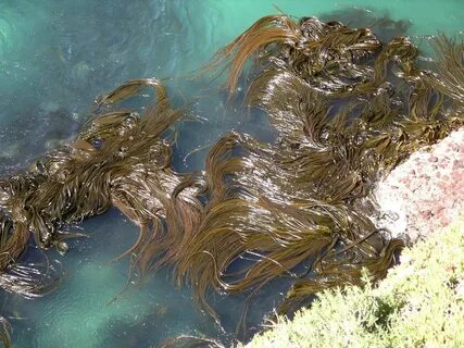 Из какой группы водорослей добывают студенистое вещество