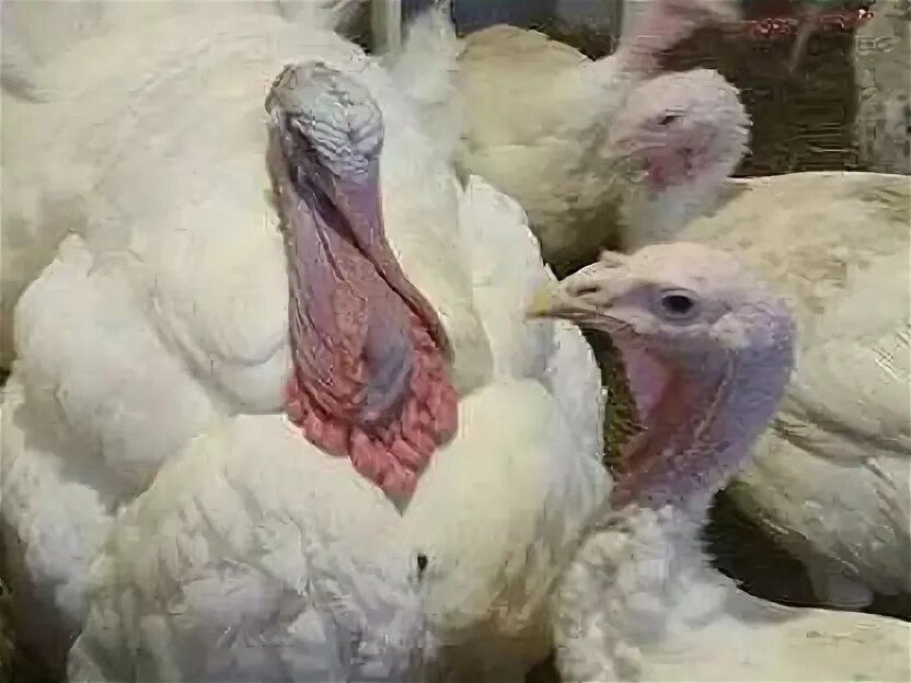 Индюшата на авито мамедкала