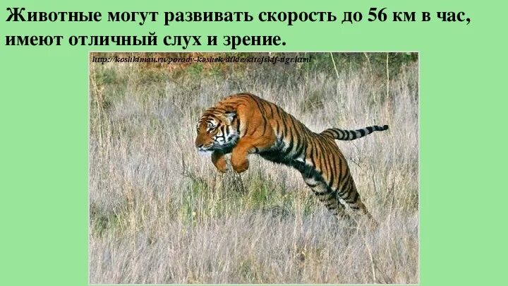 В какой среде обитают тигры