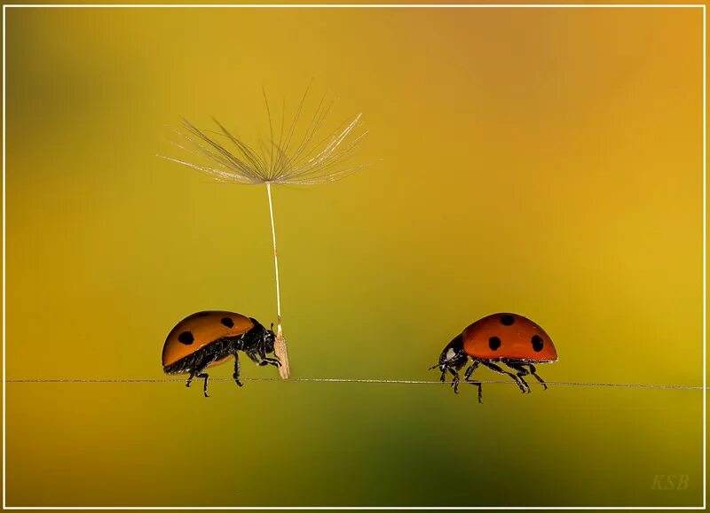 доброта радость счастье. лиза айзато картины. вдохновение нежность. чудеса бывают!. простые чудеса.