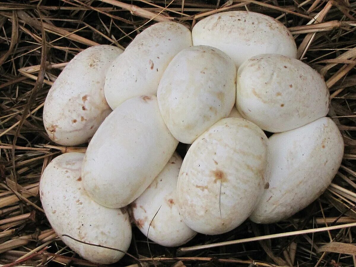 Python egg