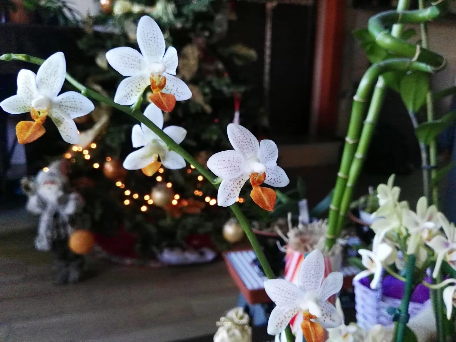 Phalaenopsis Mini Mark, a cute miniature "Moth Orchid" just as easy as the large