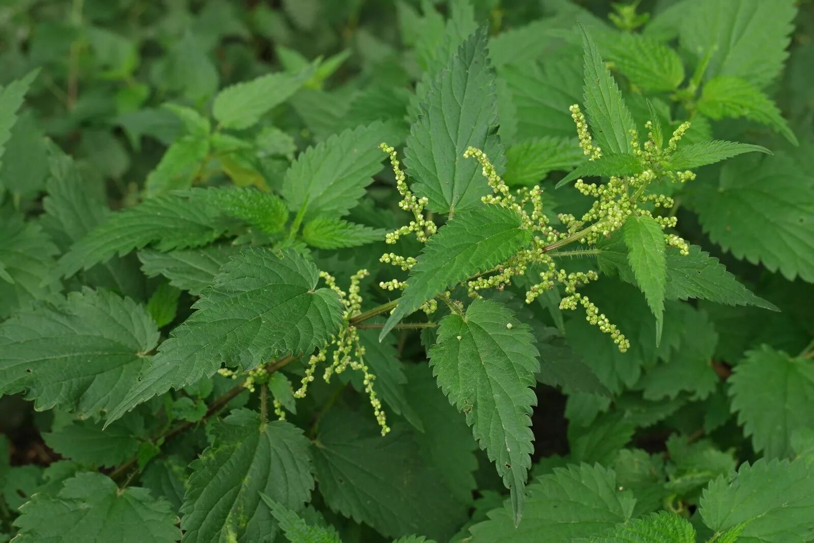 Крапива двудомная свойства. Крапива двудомная (Urtica dioica). Крапива двудомная (Urtíca dióica). Крапива двудомная (Urtica dioica l.). Крапива Киевская (Urtica Kioviensis).