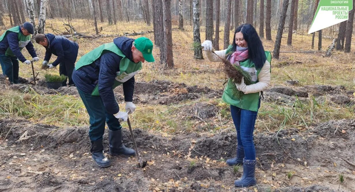 Минприроды Рязанской области. Директор Барышского лесхоза. Посадка сосен в Барышский район. Ульяновский мин природы, в Барышском лесничестве , новости..