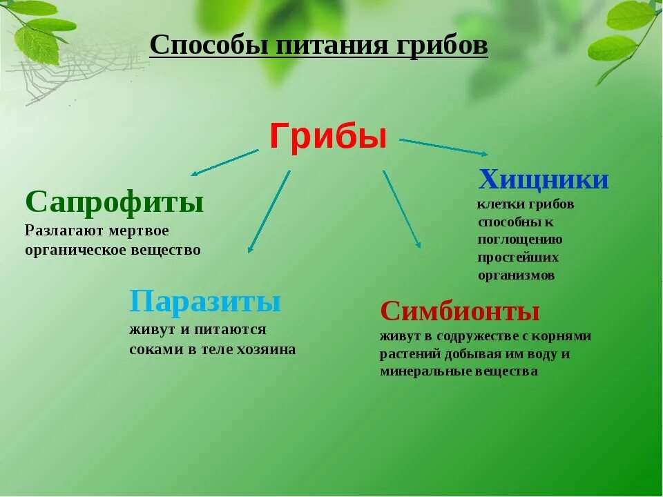 Какие различают по способу питания. Биология схема питание грибов 6 класс биология. Способы гетеротрофного питания грибов. Грибы по способу питания 5 класс биология. Схема способы питания грибов.