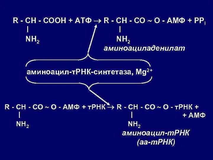 Аминоацил-ТРНК-синтетаза. Образование аминоациладенилатов. Аминоациладенилат и ТРНК.