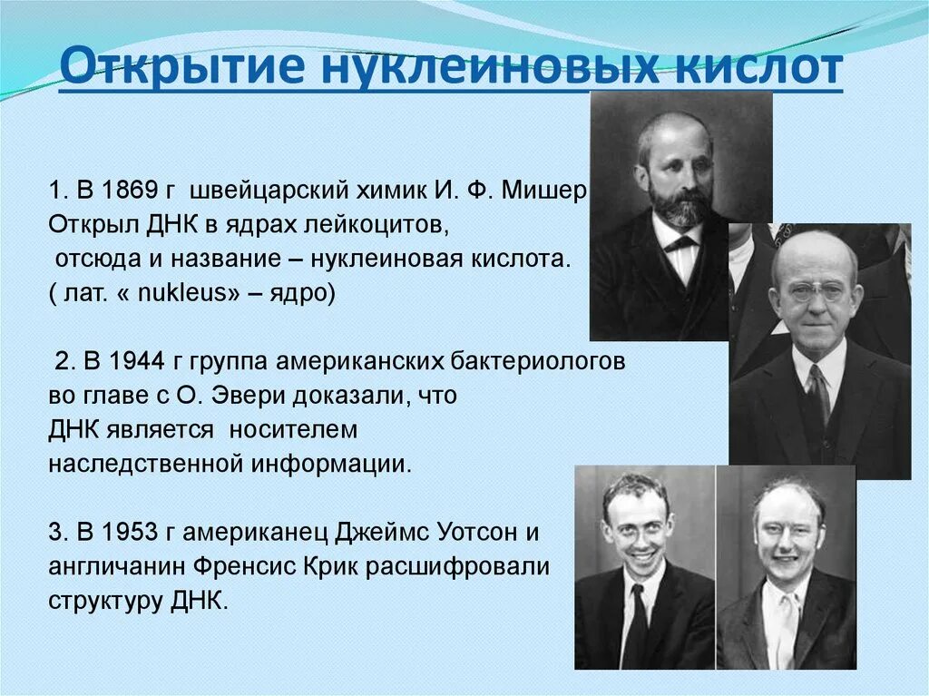 Мишер открытие нуклеиновых кислот. Мишер открыл нуклеиновые кислоты. Открытие нуклеиновых кислот кратко.