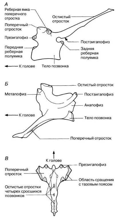 Функции позвоночника у млекопитающих. Позвонки кролика. Остистые отростки кролика 1 категории. Грудной позвонок кролика. Поясничные позвонки кролика.