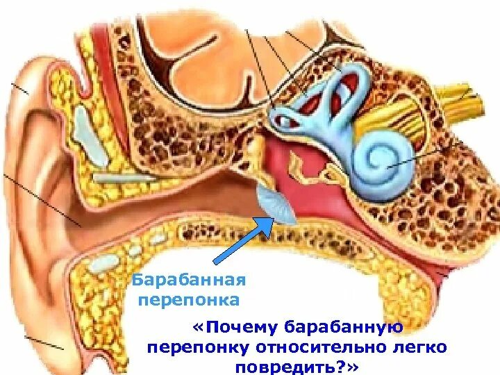 Натянутая барабанная перепонка. Строение уха перепонка. Ухо анатомия барабанная перепонка. Правая барабанная перепонка. Гиперподвижная барабанная перепонка.