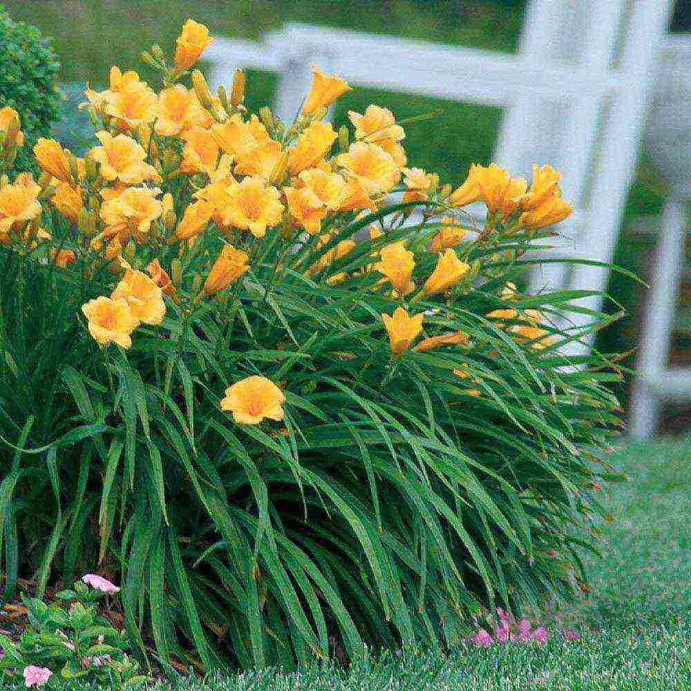 Хемерокалис цветок фото и описание выращивание. Лилейник fragrant Returns. Лилейник Фрейгрант. Луковичные лилейники.