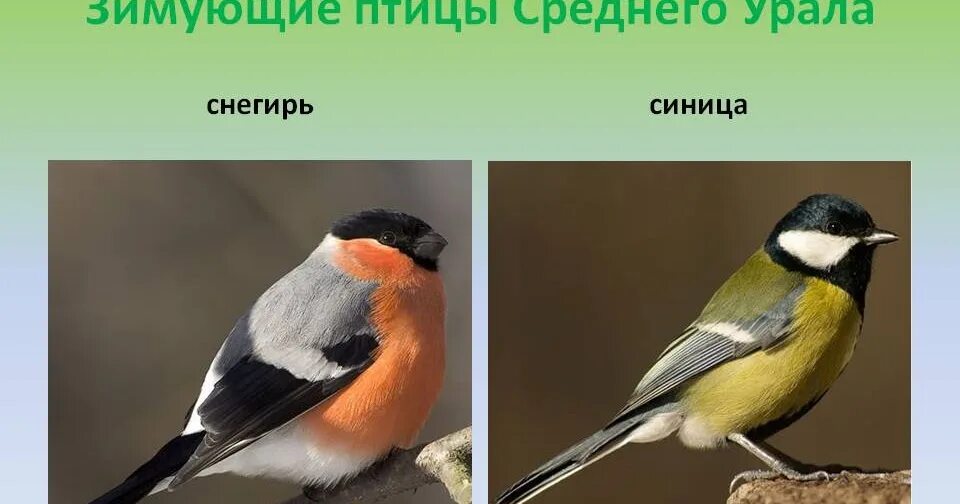 Образуй разные формы синица