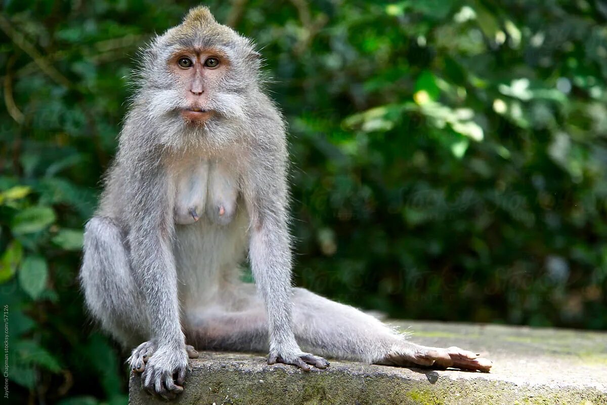 Бали джунгли. Maymunchechak. Monkey stretching.