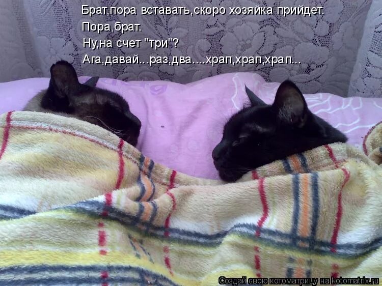 Я под утро прихожу. Спать. Спать картинки. Спать спать. Сонная кошечка.