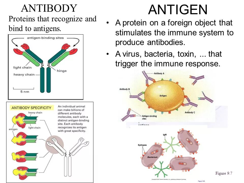 Антигены антитела иммунный ответ. Antigen and antibody. Антигены иммунология. Антиген и антитело различия. Антиген и антитела в чем разница.