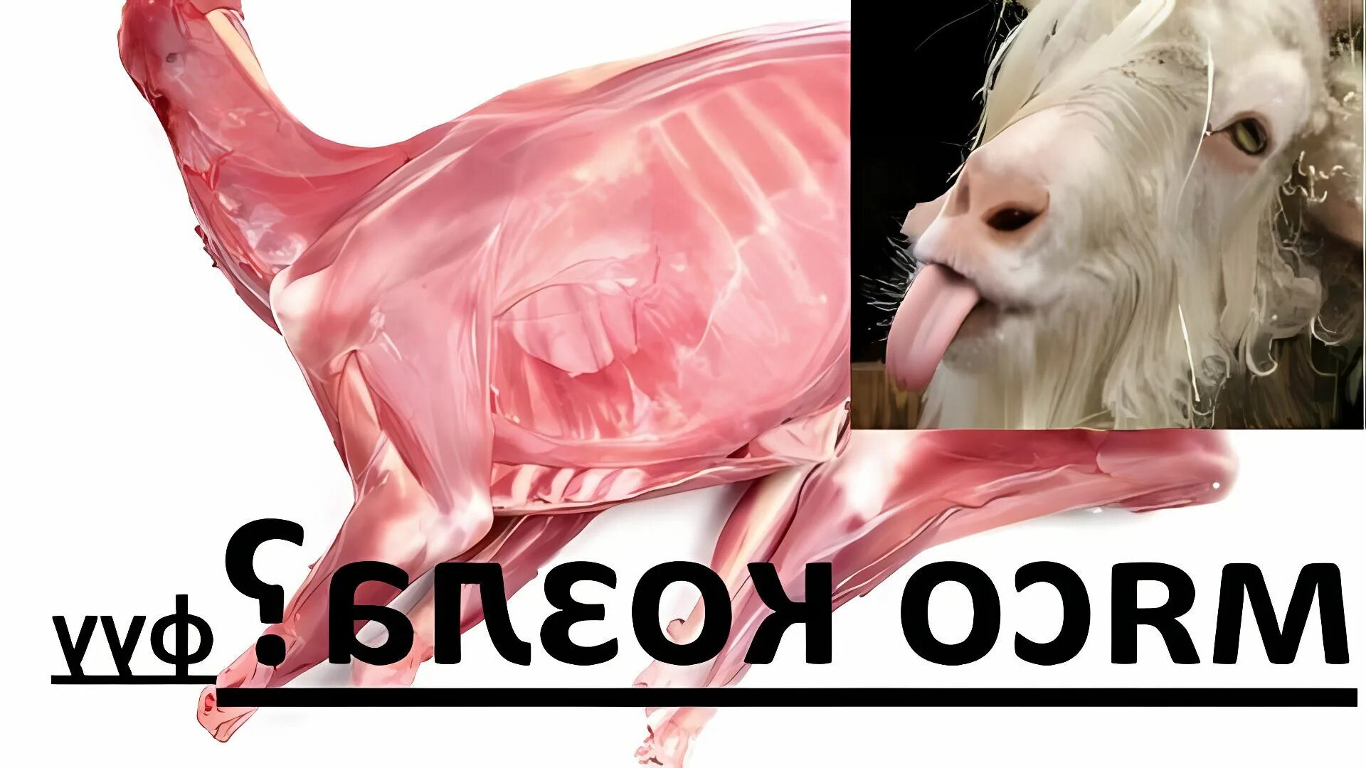 Мясо козла едят. Забить козла. Мясо козла едят. Мясо козла едят. Баранина сырая.