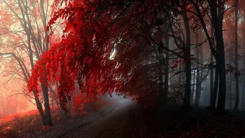 Red fall