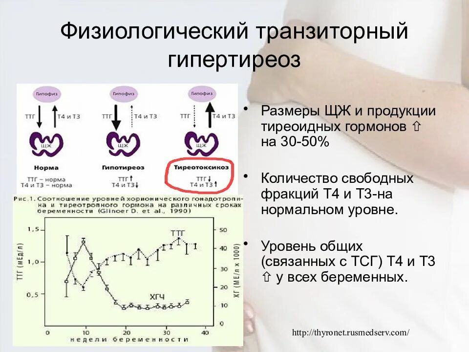 Повышенный ттг гипертиреоз. Транзиторный гестационный гипертиреоз. Транзиторный гестационный гипотиреоз. Транзиторный густационный гиеотиреоз. Гипертиреоз показатели гормонов.