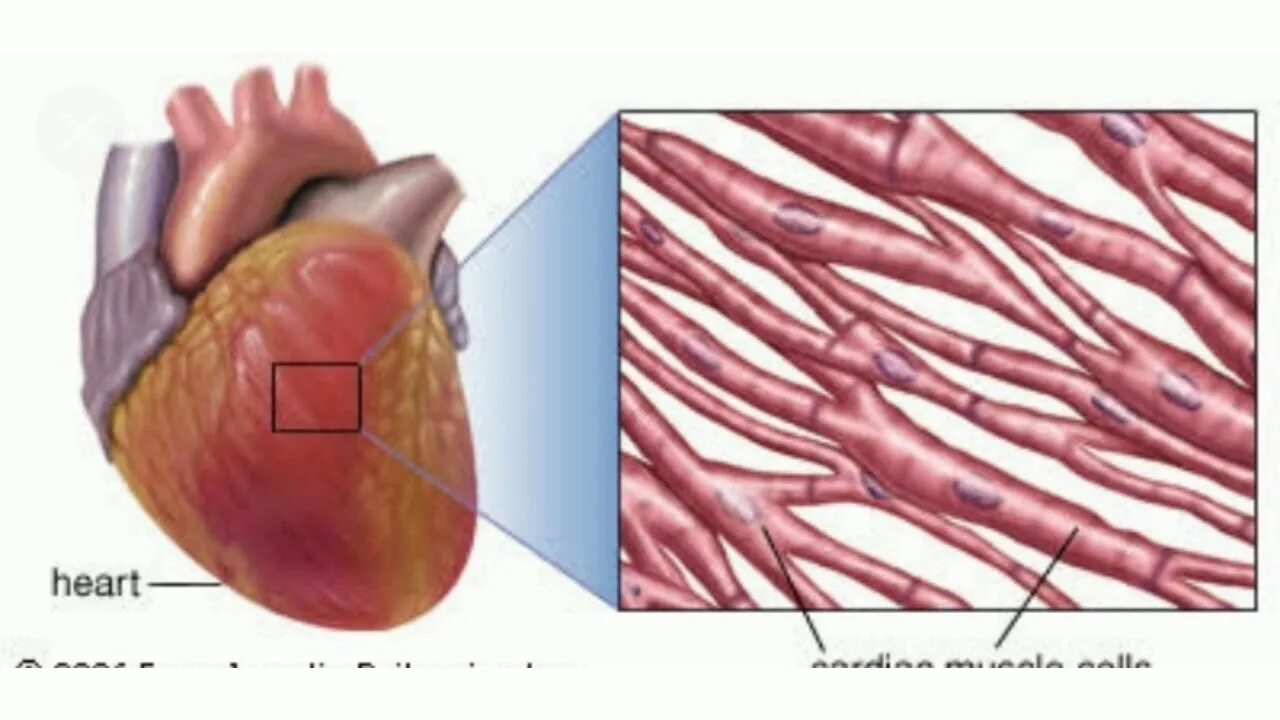 Сердечная мышца представлена тканью. Сердечная мышца человека. Мышечные клетки сердца.
